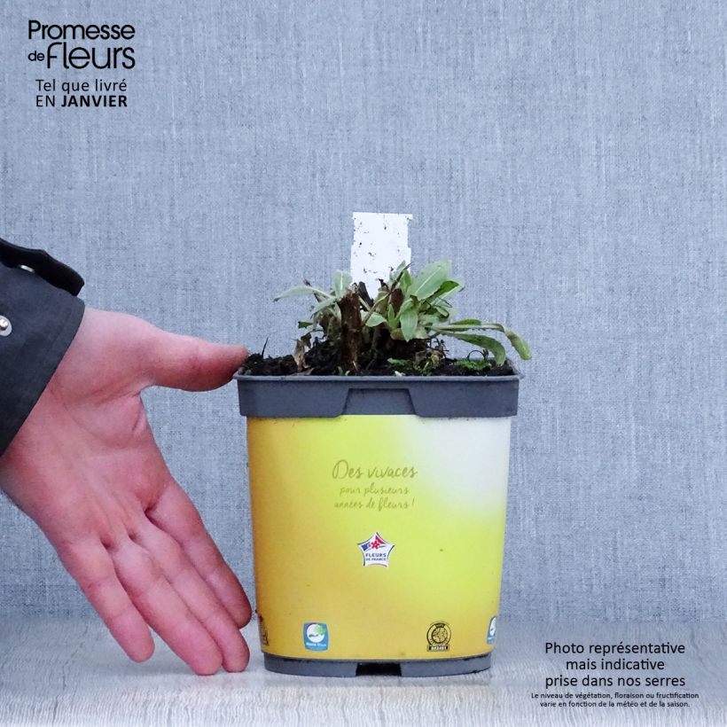 Spécimen de Gaillardia Mesa Bright Bicolor - Gaillarde Pot de 2L/3L tel que livré en hiver