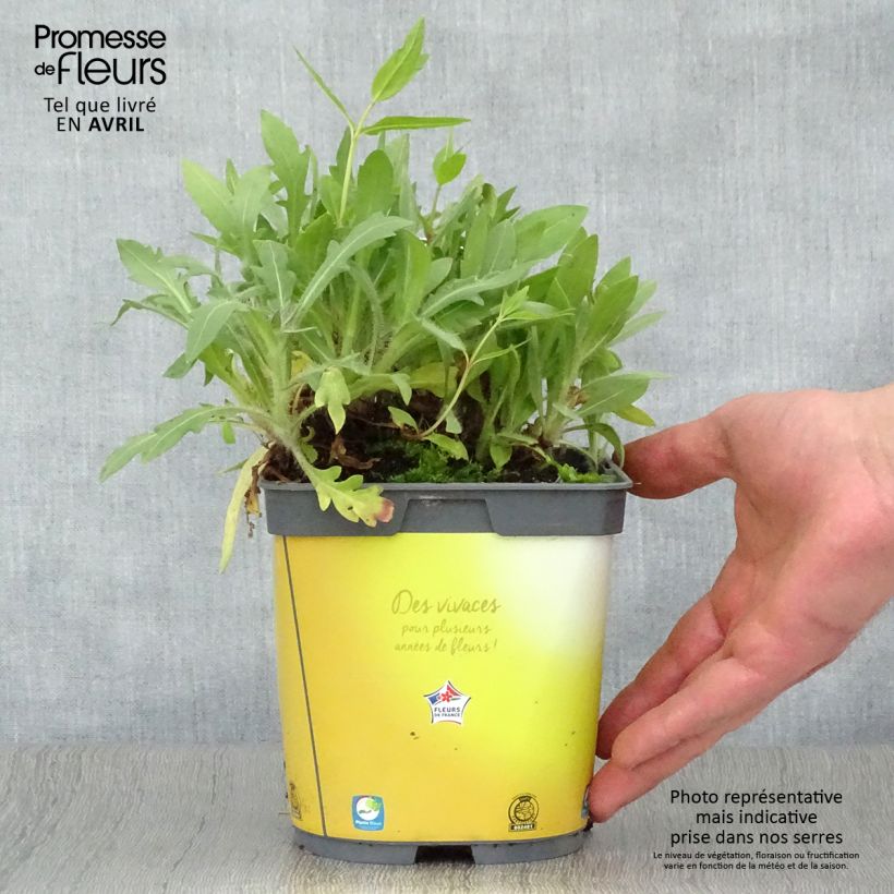 Spécimen de Gaillardia Mesa Bright Bicolor - Gaillarde Pot de 2L/3L tel que livré au printemps