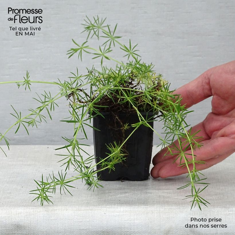 Spécimen de Gallium verum - Caille-lait jaune Godet de 8/9 cm tel que livré au printemps