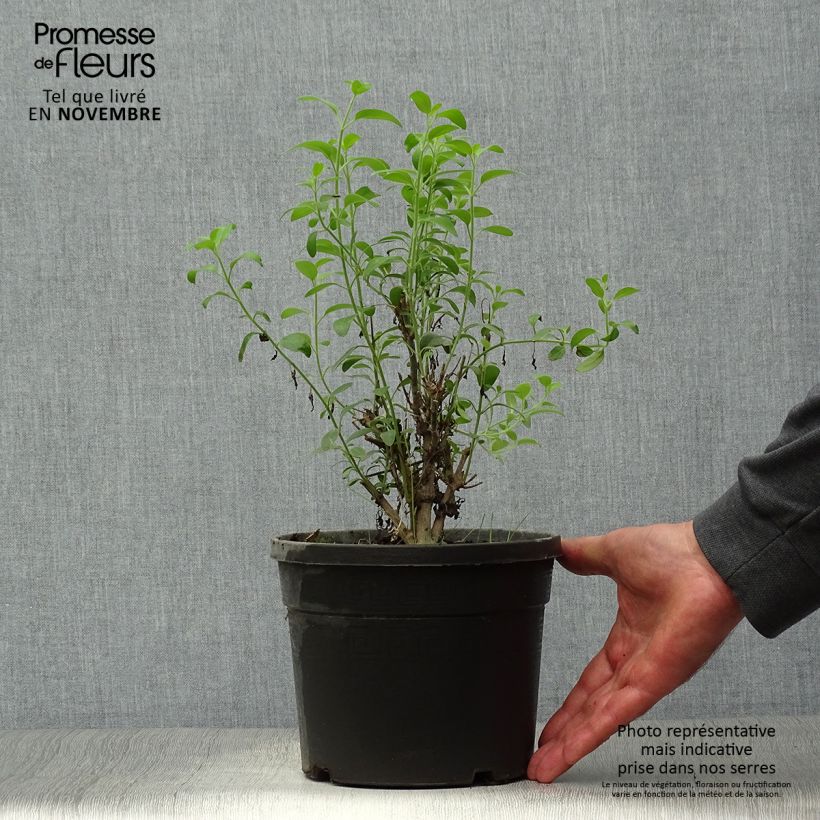 Spécimen de Galvezia speciosa Pot de 3L/4L tel que livré en automne