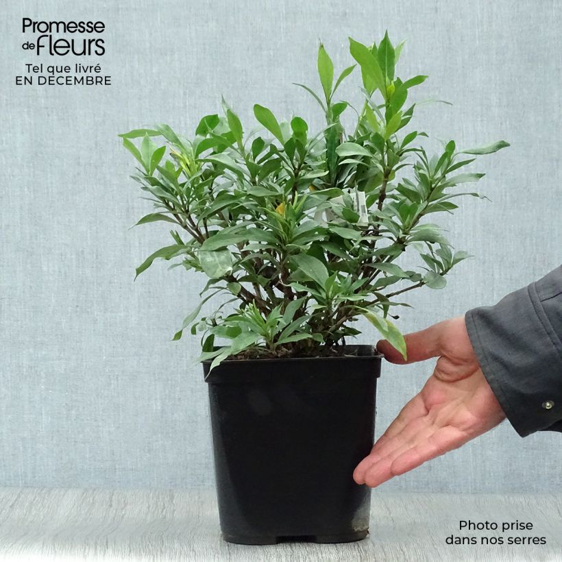 Spécimen de Gardenia Sweetheart - Jasmin du Cap Pot de 2L/3L tel que livré en hiver