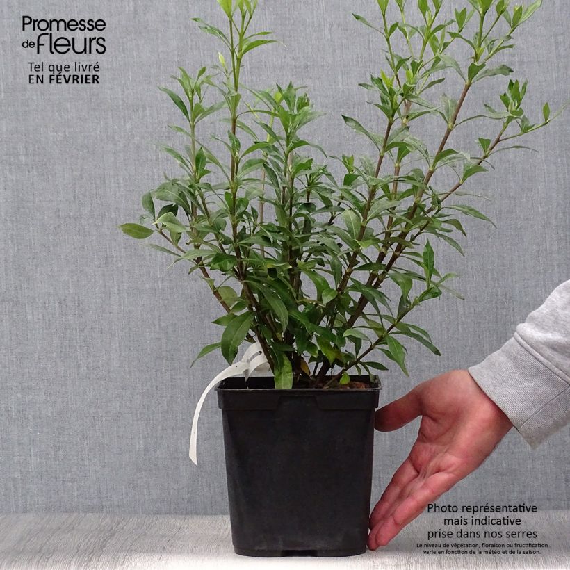 Spécimen de Gardenia Sweetheart - Jasmin du Cap Pot de 2L/3L tel que livré en automne