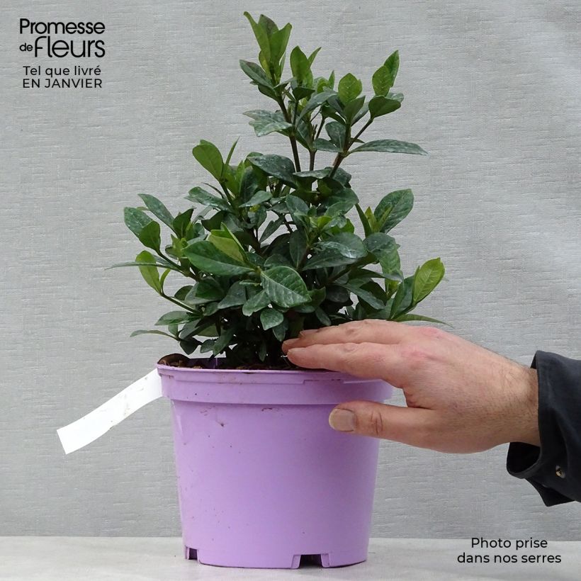 Spécimen de Gardenia jasminoides Crown Jewel - Jasmin du Cap Pot de 2L/3L tel que livré en hiver