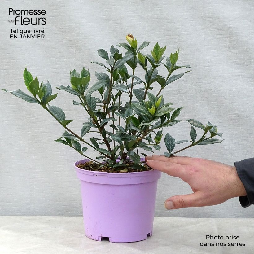 Spécimen de Gardenia jasminoides Double Mint Pot de 2L/3L tel que livré en hiver