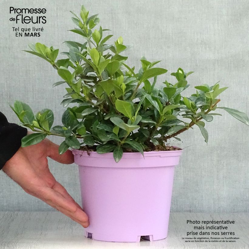 Spécimen de Gardenia jasminoides Kleim's Hardy Pot de 2L/3L tel que livré au printemps