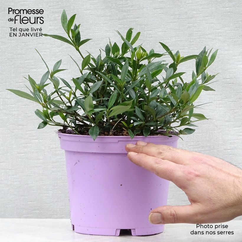 Spécimen de Gardenia jasminoides Perfumed Petticoats Pot de 2L/3L tel que livré en hiver