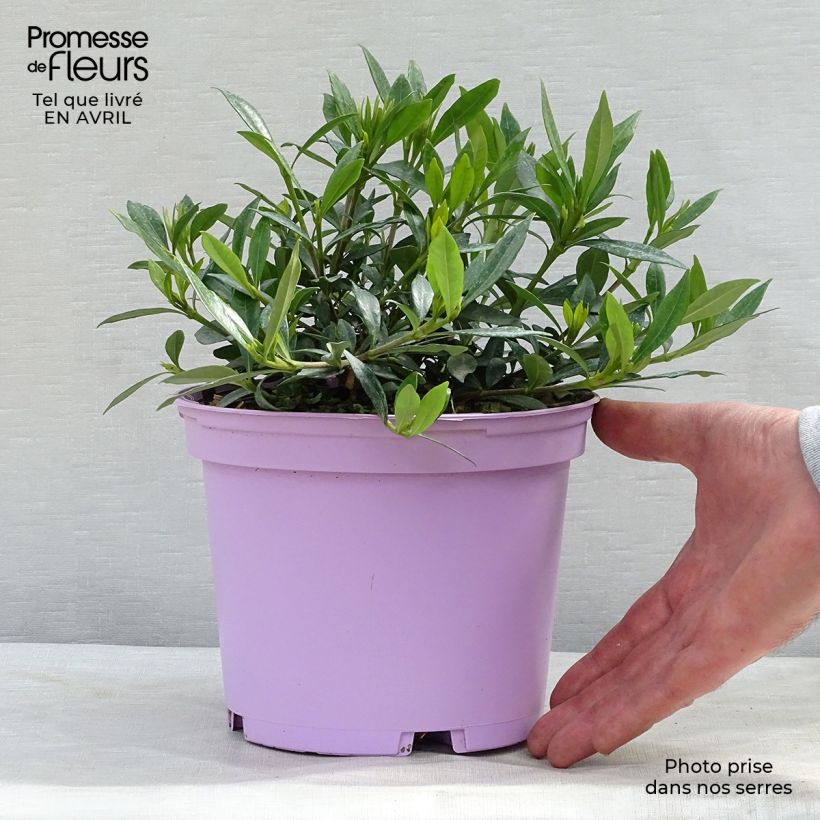 Spécimen de Gardenia jasminoides Perfumed Petticoats Pot de 2L/3L tel que livré au printemps