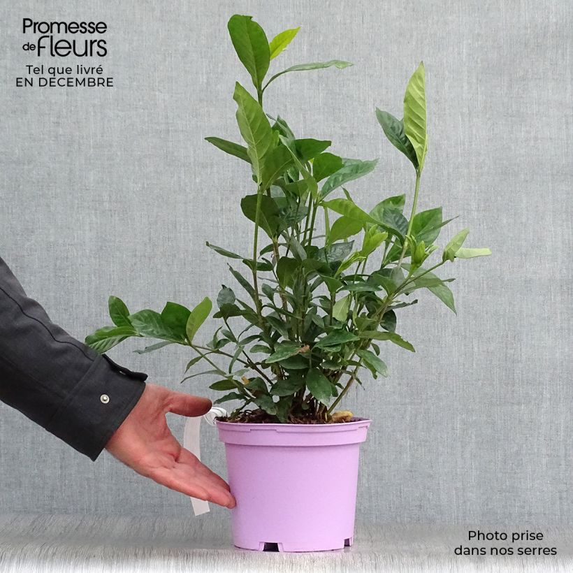 Spécimen de Gardenia jasminoides Summer Snow Pot de 3L/4L tel que livré en hiver
