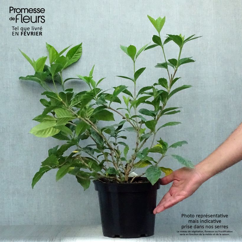 Spécimen de Gardenia jasminoides Summer Snow Pot de 3L/4L tel que livré en automne