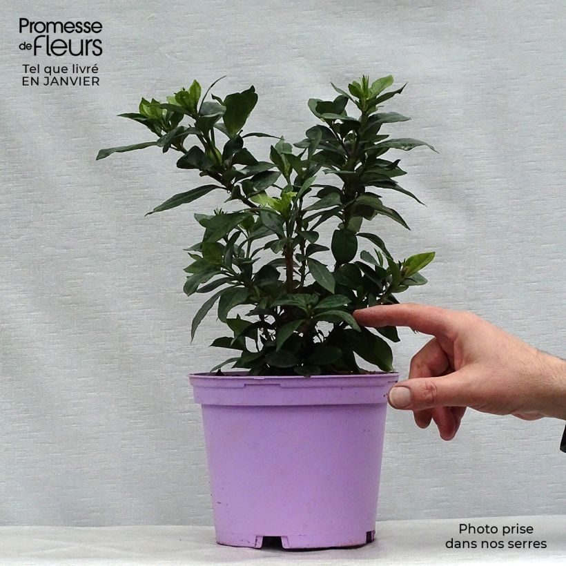 Spécimen de Gardénia rustique Pinwheel Pot de 2L/3L tel que livré en hiver