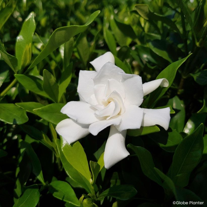 Gardenia hybride Fool Proof (Floraison)