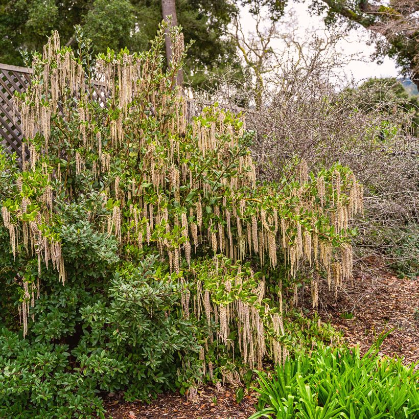 Garrya elliptica - Garrya à feuilles elliptiques (Port)