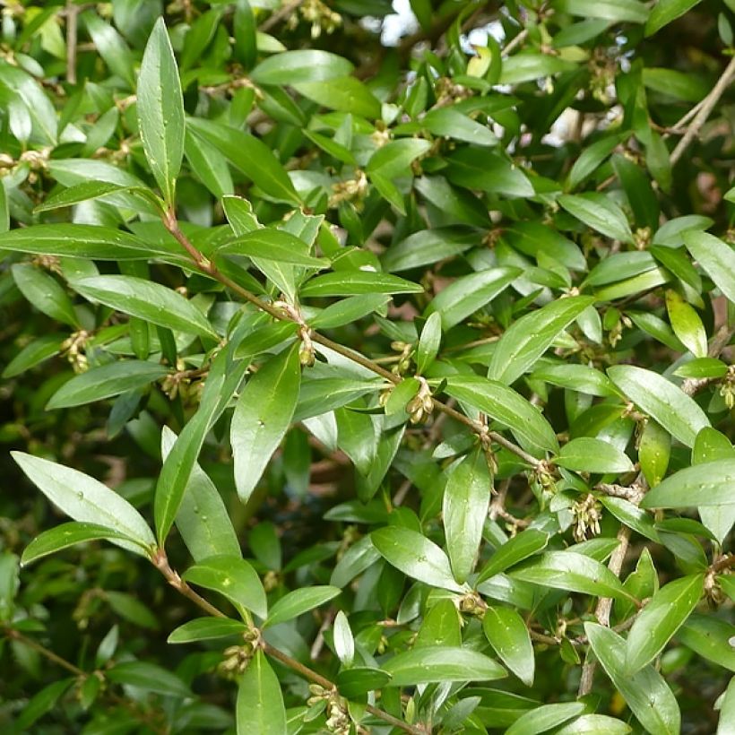 Garrya (x) thuretii (Feuillage)