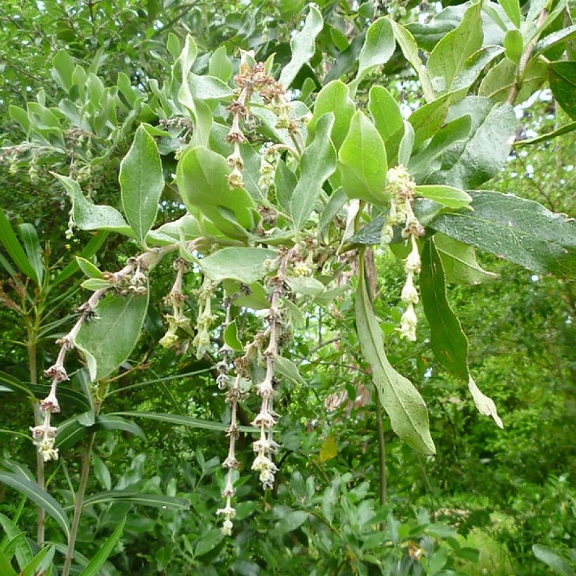 Garrya (x) thuretii (Floraison)