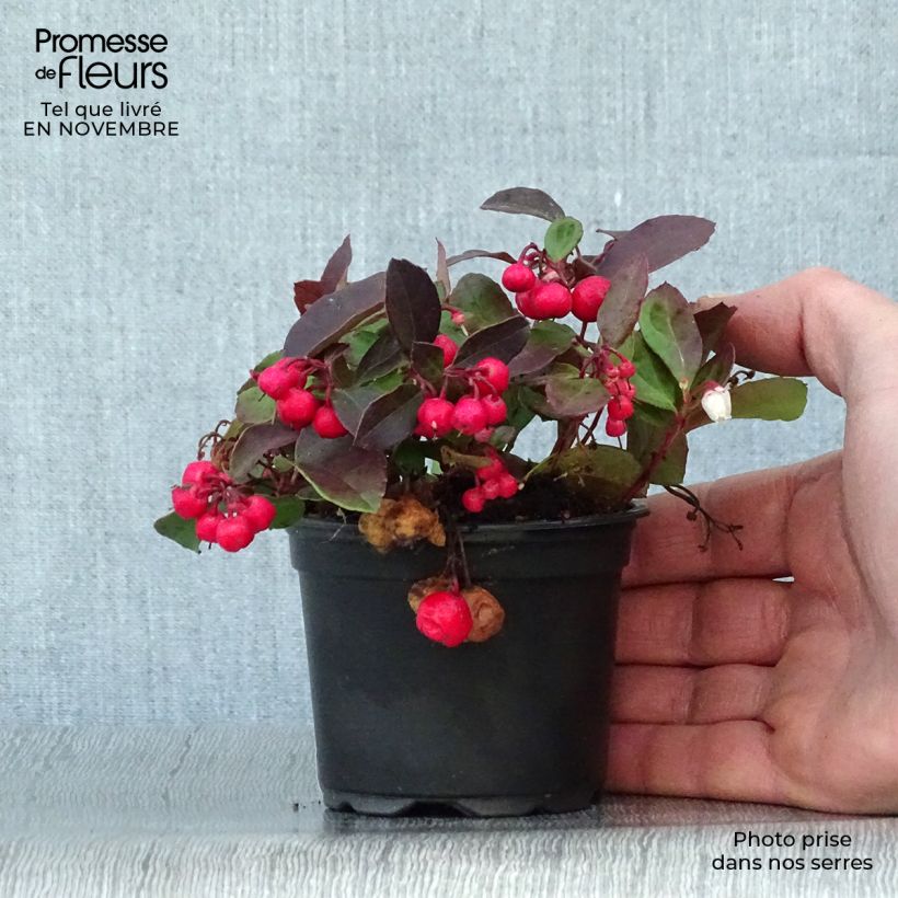 Spécimen de Gaultheria procumbens - Gaulthérie couchée Godet de 8/9 cm tel que livré en automne