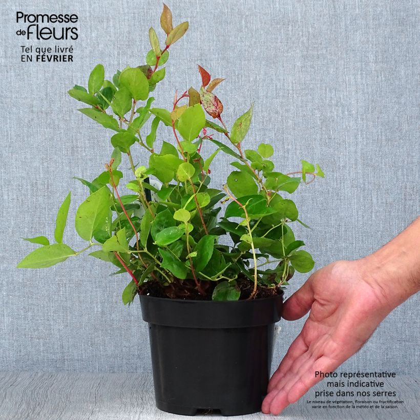Spécimen de Gaultheria shallon Pot de 2L/3L tel que livré en automne