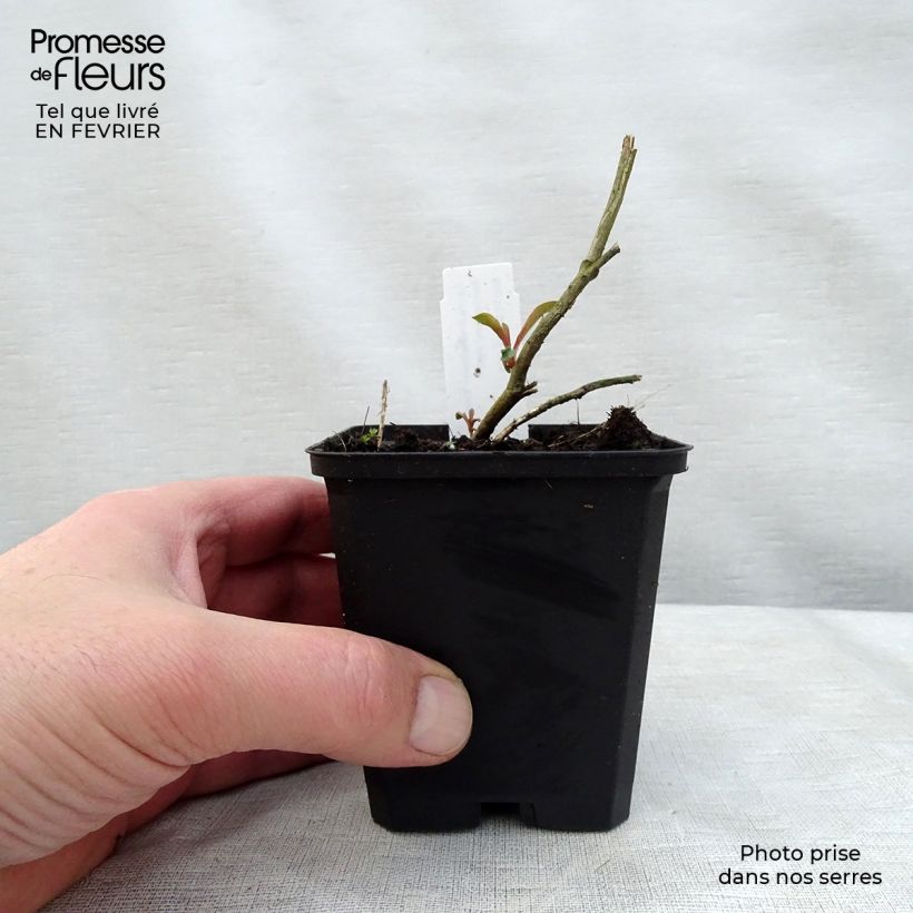 Spécimen de Gaura Crimson Butterfly Godet de 8/9 cm tel que livré en hiver