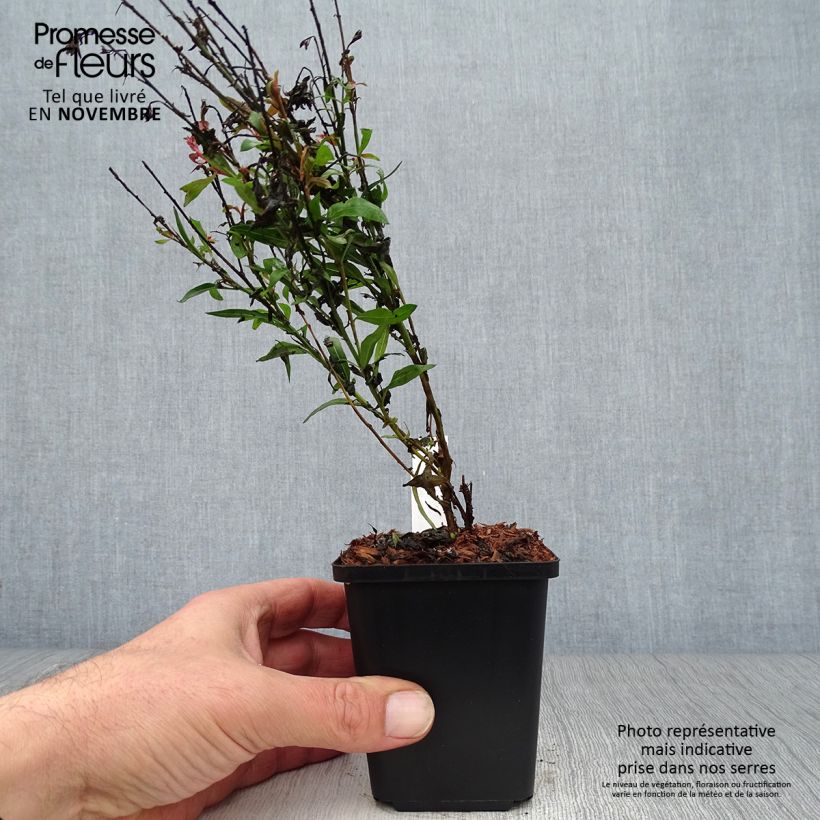 Spécimen de Gaura lindheimeri Baby Butterfly Dark Pink - Gaura de Lindheimer nain Godet de 8/9 cm tel que livré en automne