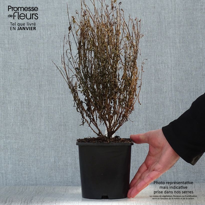 Spécimen de Gaura lindheimeri Baby Butterfly Dark Pink - Gaura de Lindheimer nain Pot de 2L/3L tel que livré en hiver