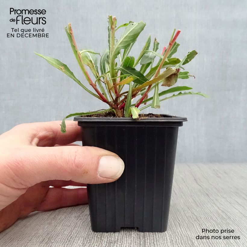 Spécimen de Gaura lindheimeri Blanche - Gaura de Lindheimer  Godet de 7/8 cm tel que livré en hiver