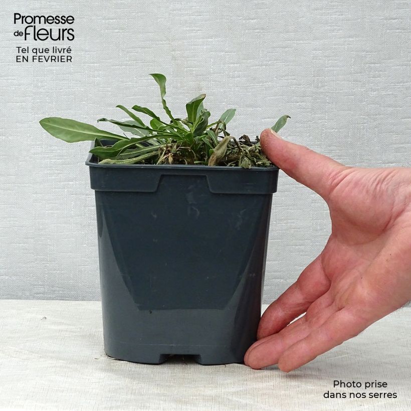 Spécimen de Gaura lindheimeri Blanche - Gaura de Lindheimer  Pot de 2L/3L tel que livré en hiver