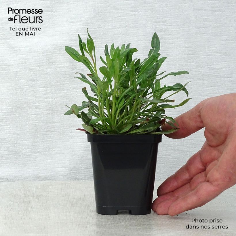 Spécimen de Gaura lindheimeri Blanche - Gaura de Lindheimer  Godet de 7/8 cm tel que livré au printemps