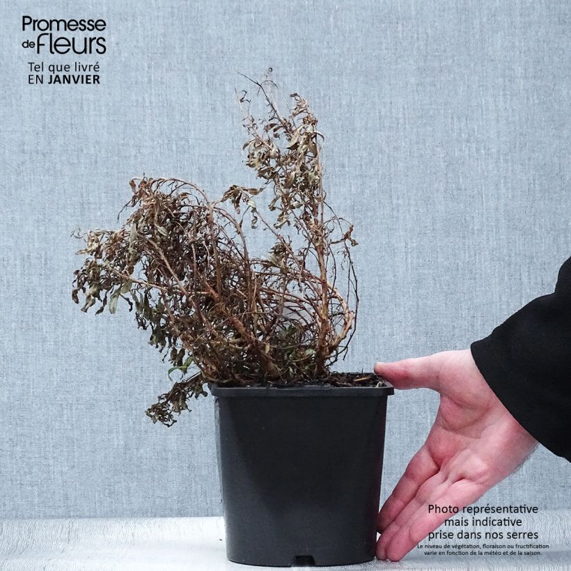 Spécimen de Gaura lindheimeri Blaze - Gaura de Lindheimer Pot de 2L/3L tel que livré en hiver