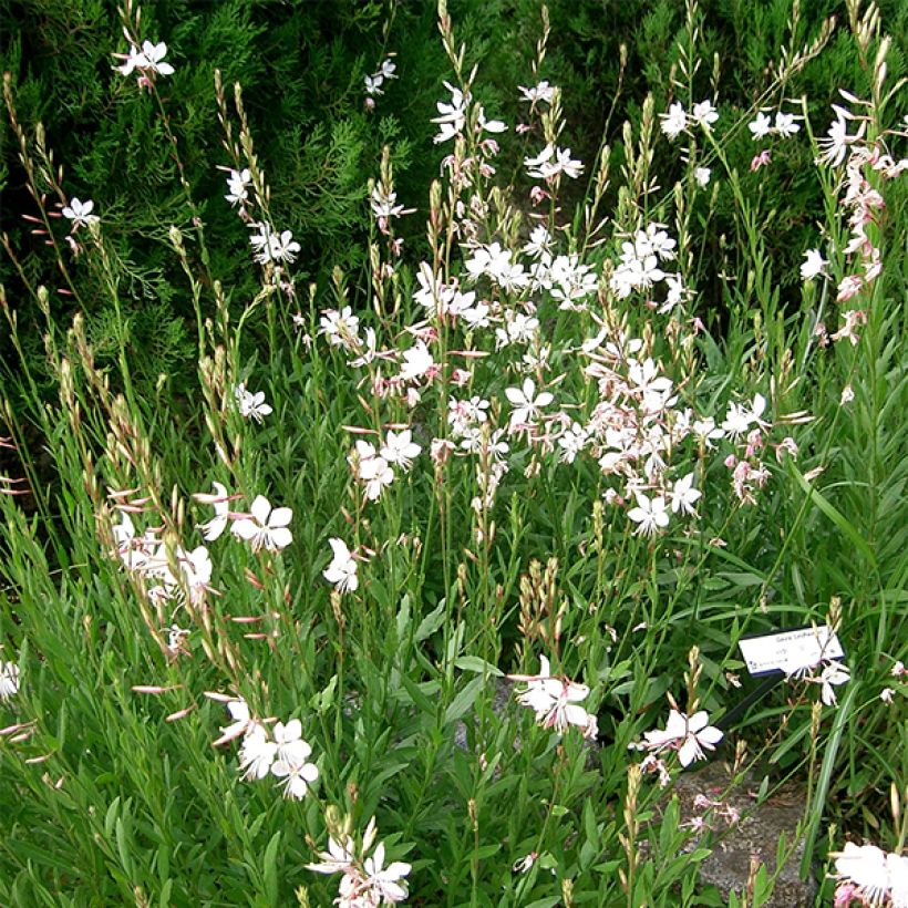 Gaura lindheimeri Corrie's Gold - Gaura de Lindheimer à feuillage panaché (Port)