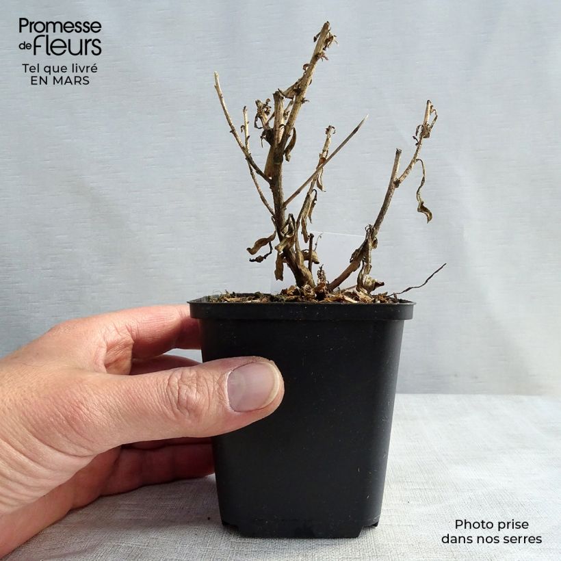 Spécimen de Gaura lindheimeri Corrie's Gold - Gaura de Lindheimer à feuillage panaché Godet de 8/9 cm tel que livré en hiver