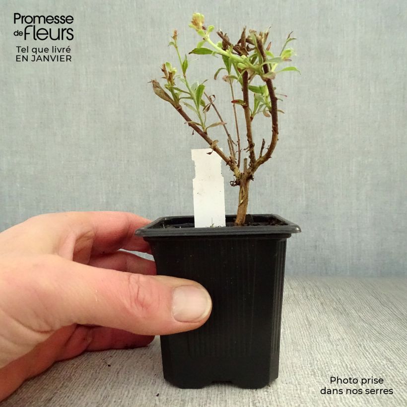 Spécimen de Gaura lindheimeri Freefolk Rosy Godet de 8/9 cm tel que livré en hiver