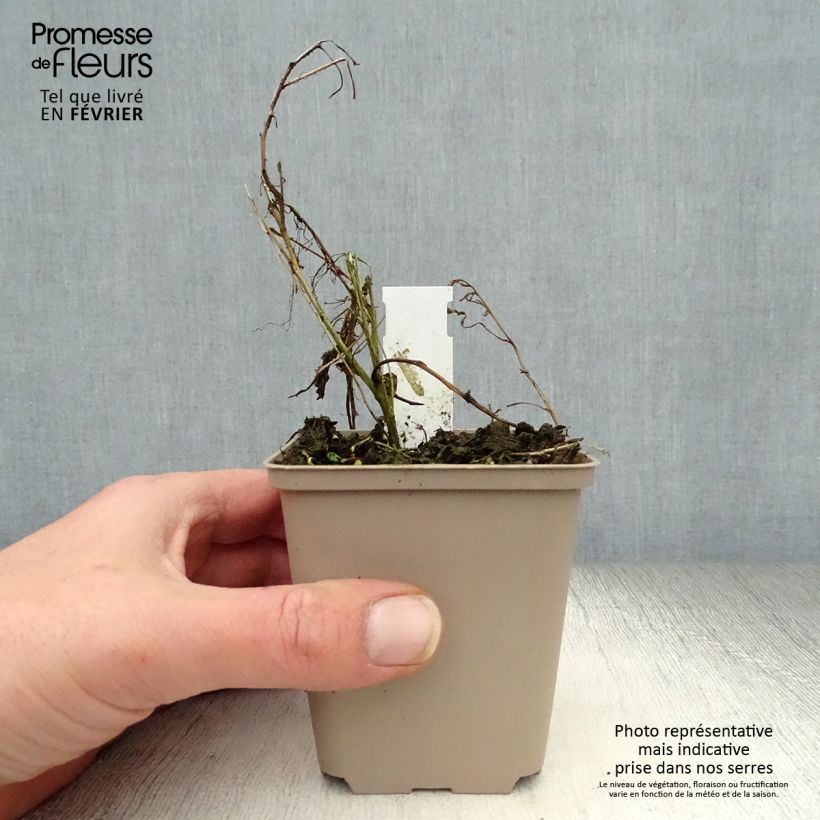 Spécimen de Gaura lindheimeri Passionate Blush  Godet de 8/9 cm tel que livré en hiver