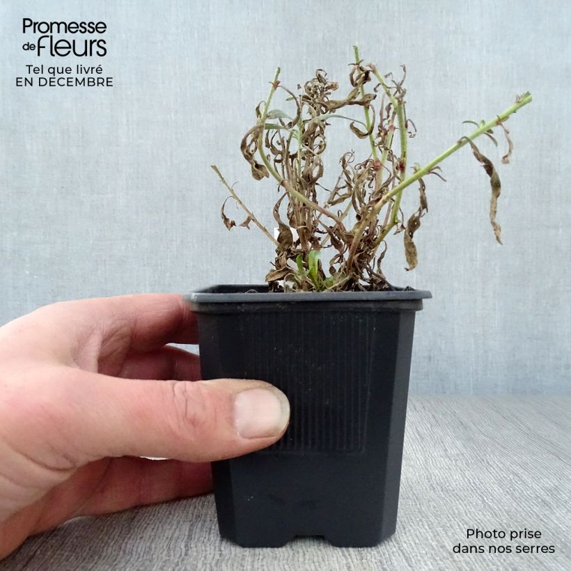 Spécimen de Gaura lindheimeri Rosy Jane Godet de 8/9 cm tel que livré en hiver