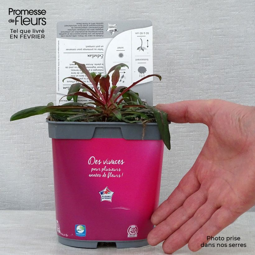 Spécimen de Gaura lindheimeri Rosy Jane Pot de 2L/3L tel que livré en hiver