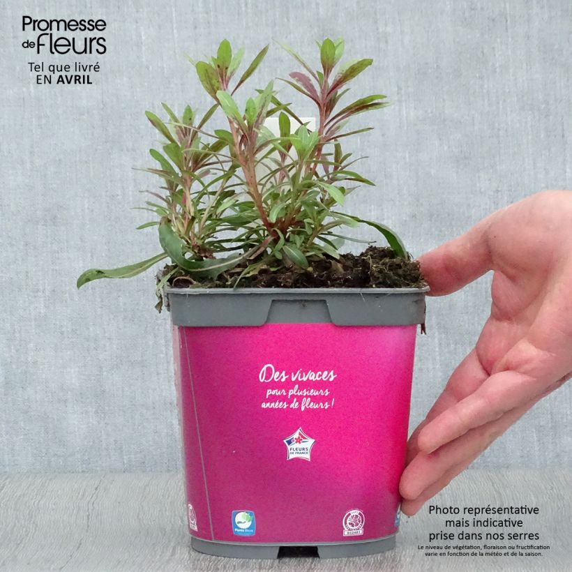 Spécimen de Gaura lindheimeri Rosy Jane Pot de 2L/3L tel que livré au printemps