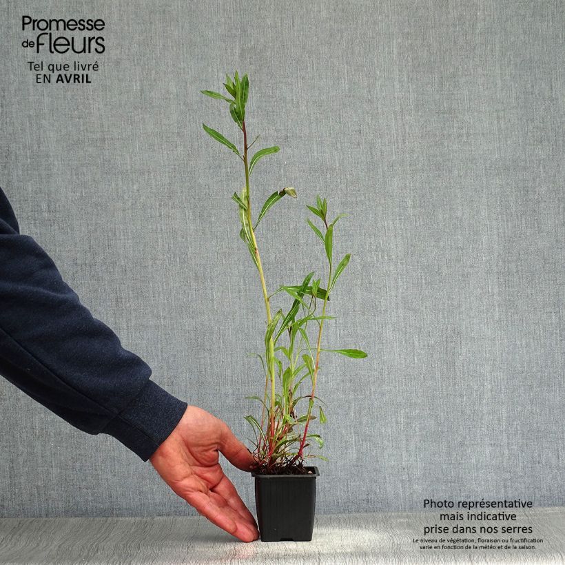 Gaura Summer Breeze Vasetto da 8/9 cm esemplare consegnato in primavera
