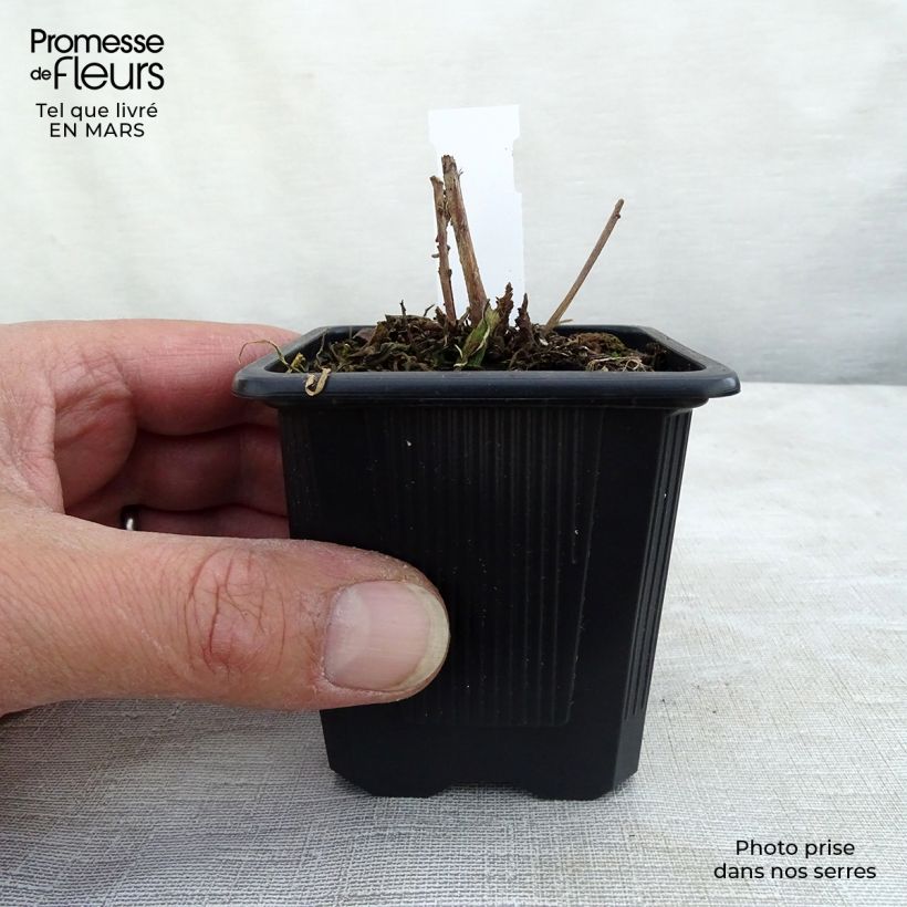 Spécimen de Gaura lindheimeri Summer Breeze - Gaura de Lindheimer Godet de 8/9 cm tel que livré en hiver