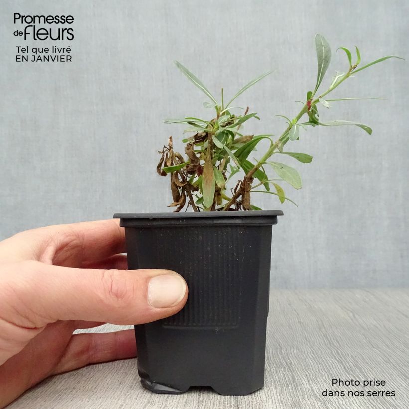 Spécimen de Gaura lindheimeri Whirling Butterflies Godet de 8/9 cm tel que livré en hiver