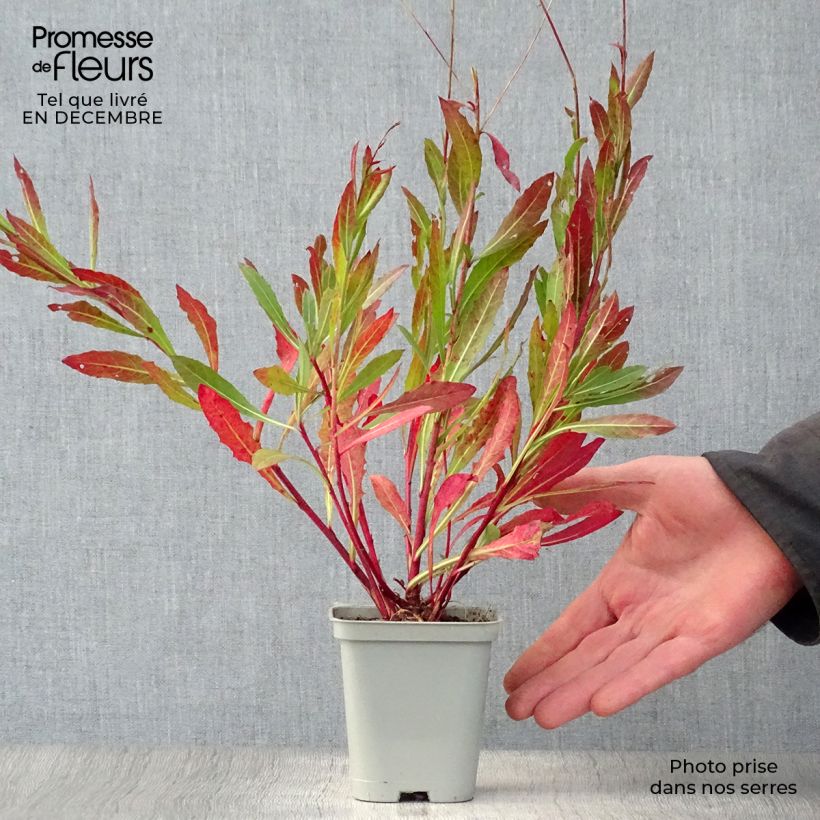 Spécimen de Gaura lindheimeri blanche Snowstorm Godet de 8/9 cm tel que livré en hiver