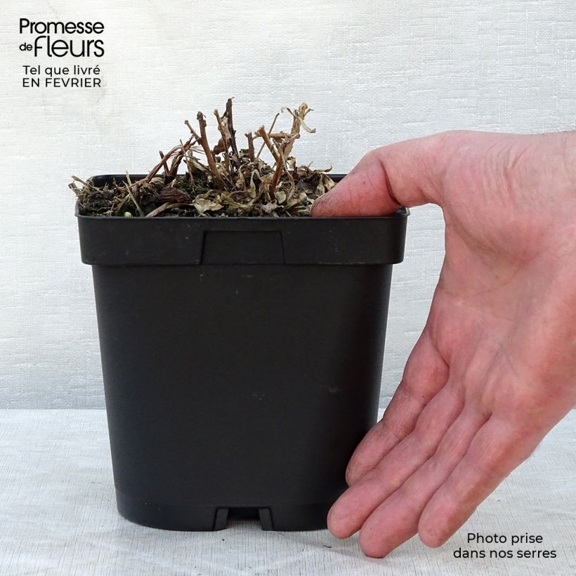 Spécimen de Gaura lindheimeri blanche Snowstorm Pot de 2L/3L tel que livré en hiver