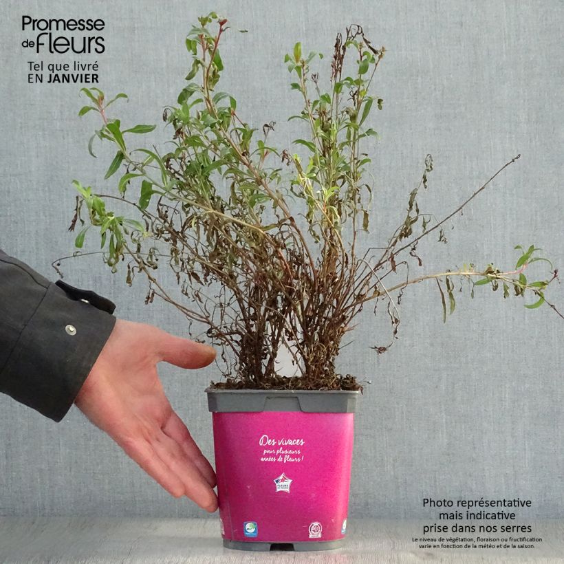 Spécimen de Gaura lindheimeri rose Siskiyou pink Pot de 2L/3L tel que livré en hiver