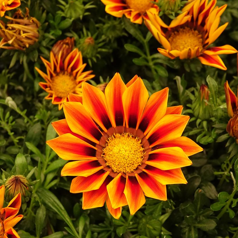 Graines de Gazania Zany F1 Orange Flame (Floraison)
