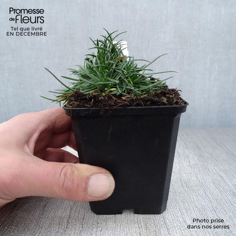 Spécimen de Gazon d'Espagne rose, Armeria Maritima Rosea Godet de 8/9 cm tel que livré en hiver