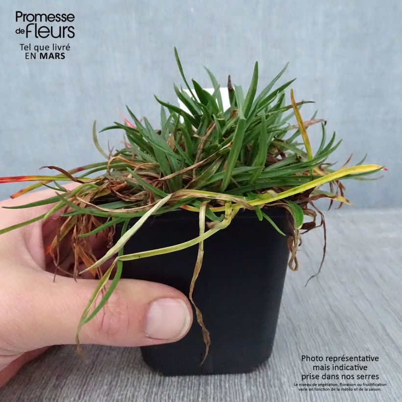 Spécimen de Gazon d'Espagne, Armeria hybrida Ornament Godet de 8/9 cm tel que livré en hiver