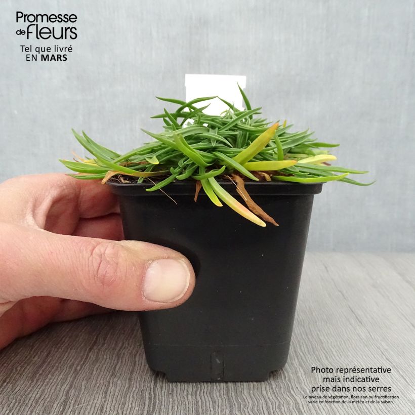 Spécimen de Gazon d'Espagne, Armeria hybrida Ornament Godet de 8/9 cm tel que livré au printemps
