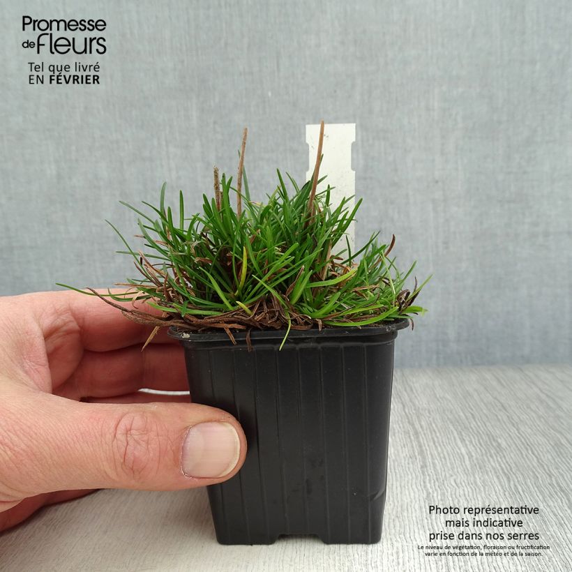 Spécimen de Gazon d'Espagne - Armeria maritima Düsseldorfer Stolz Godet de 8/9 cm tel que livré en hiver