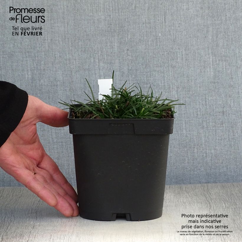 Spécimen de Gazon d'Espagne - Armeria maritima Düsseldorfer Stolz Pot de 2L/3L tel que livré en hiver