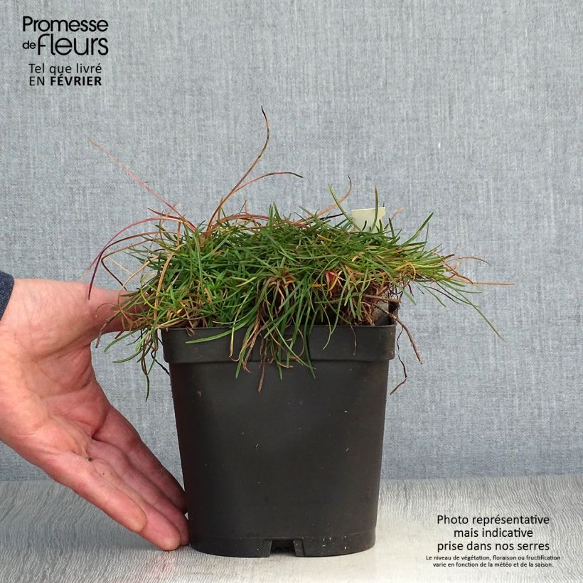 Spécimen de Gazon d'Espagne - Armeria maritima Splendens Pot de 2L/3L tel que livré en hiver