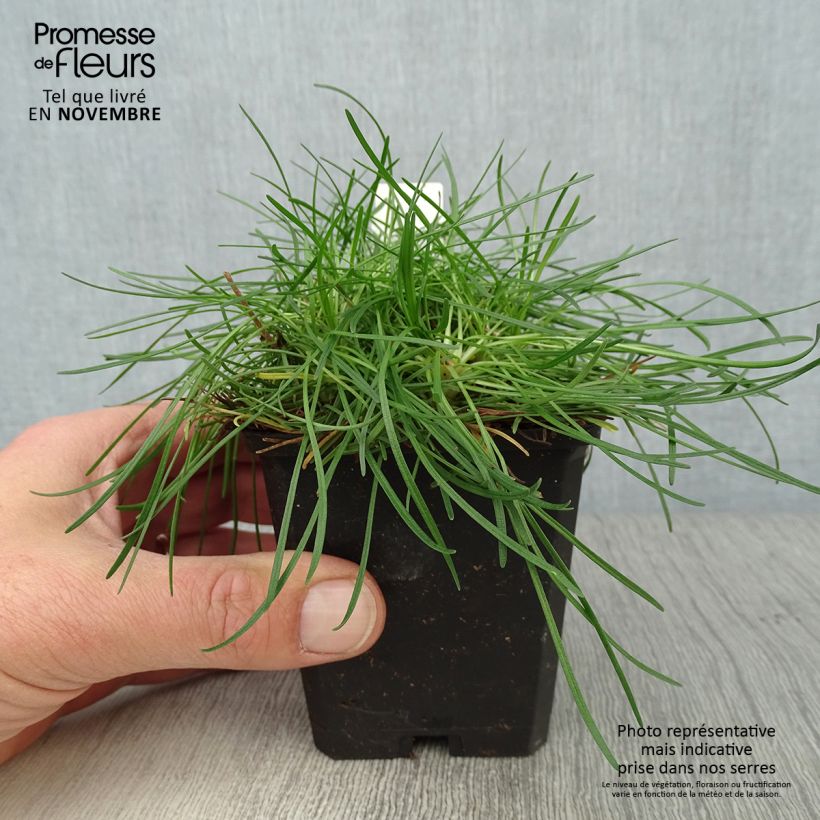 Spécimen de Gazon d'Espagne rose, Armeria Maritima Rosea Godet de 8/9 cm tel que livré en automne