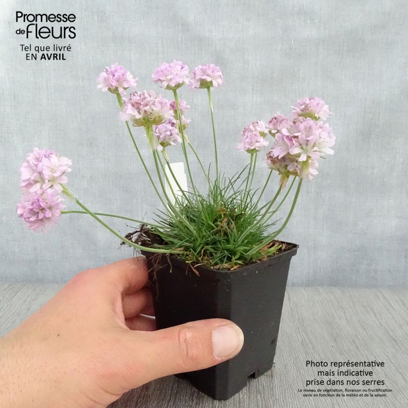 Spécimen de Gazon d'Espagne rose, Armeria Maritima Rosea Godet de 8/9 cm tel que livré au printemps