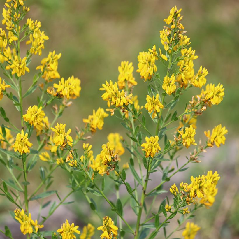 Genista tinctoria - Genêt des teinturiers (Floraison)